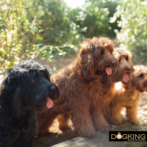 Several dogs of different sizes