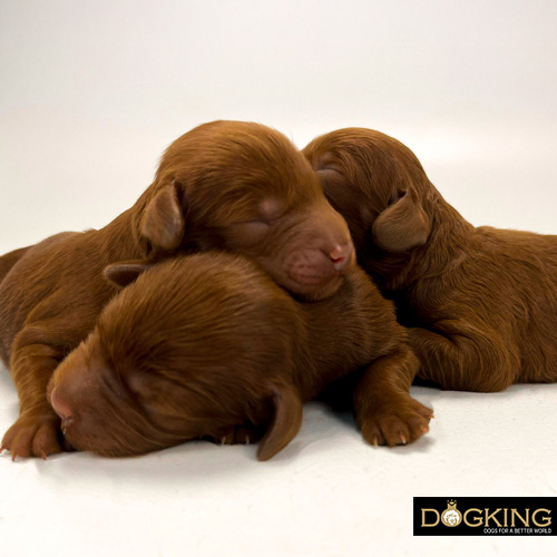 Newborn puppies