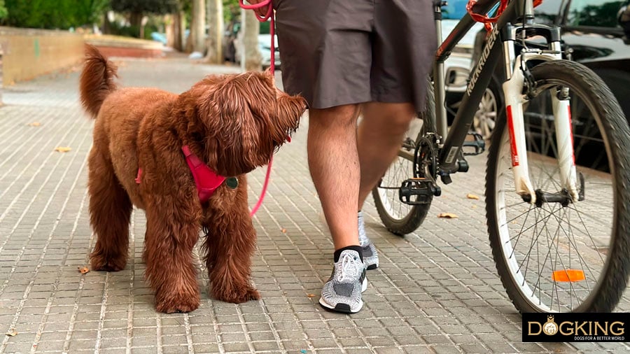 Adaptando al perro a la bicicleta