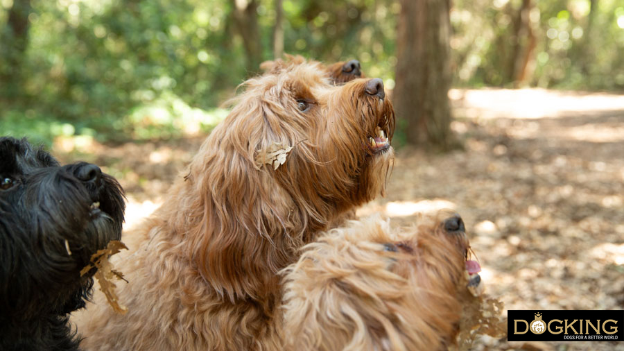 Llenguatge corporal del gos durant el joc