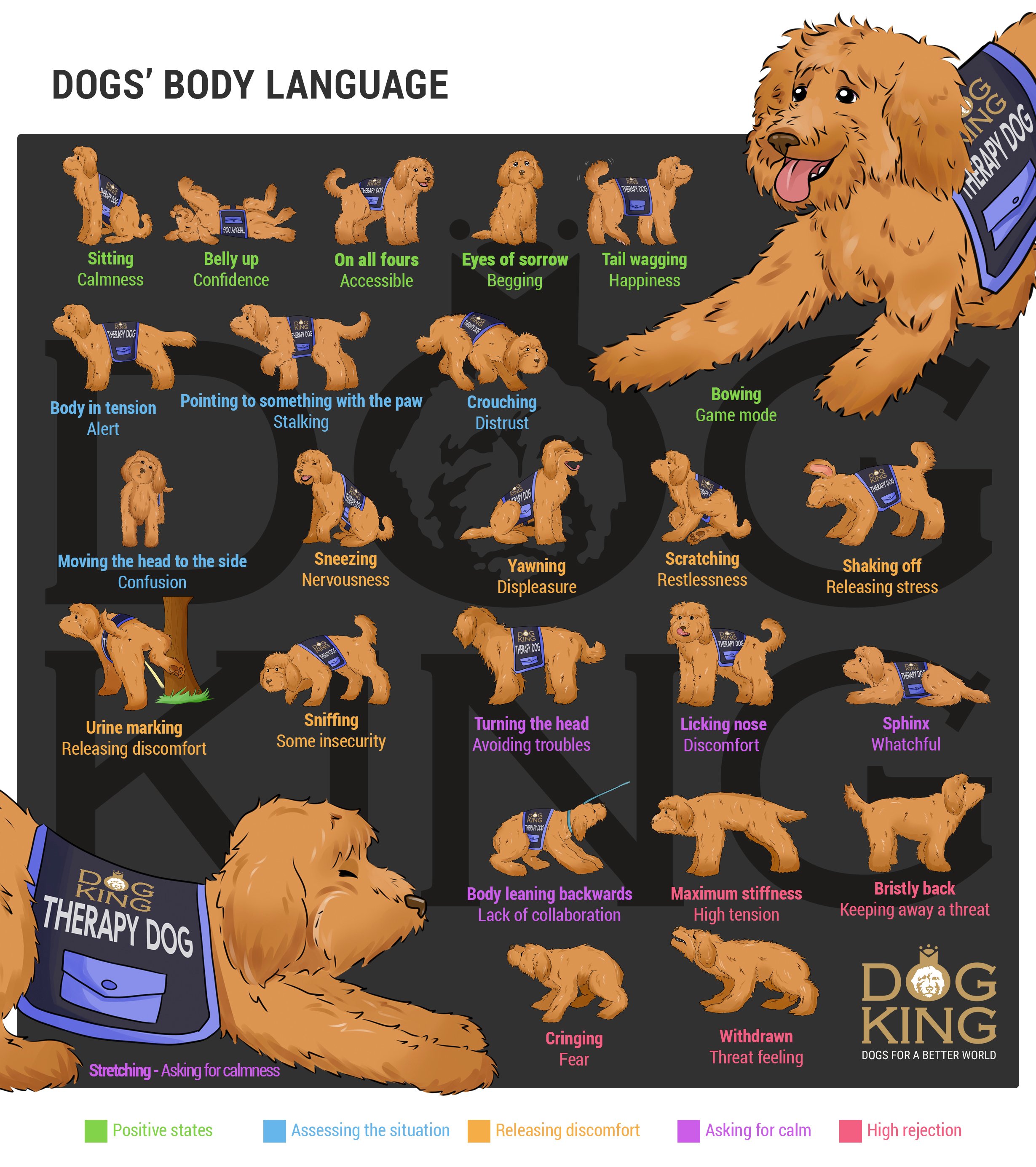compilation of canine postures and gestures on communication and body language of dogs