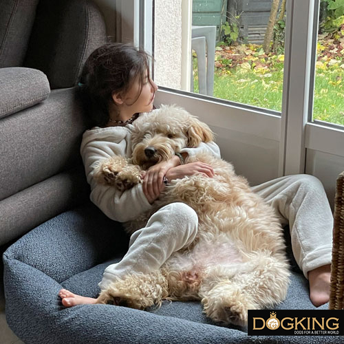 perro descansando feliz y relajadamente con su dueño