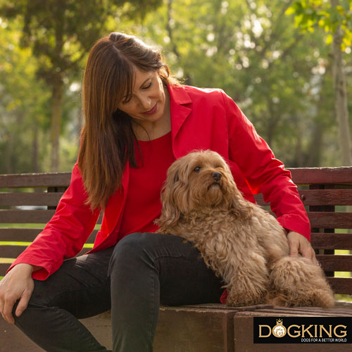 Australian cobberdog leaning on his owner.