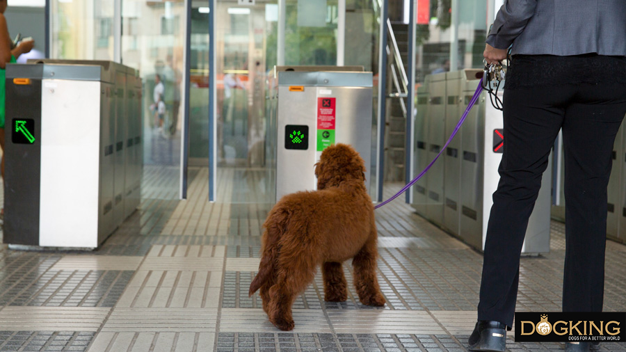 Australian Cobberdog civically entering a train station with his owner, who waits by his side holding the leash calmly.