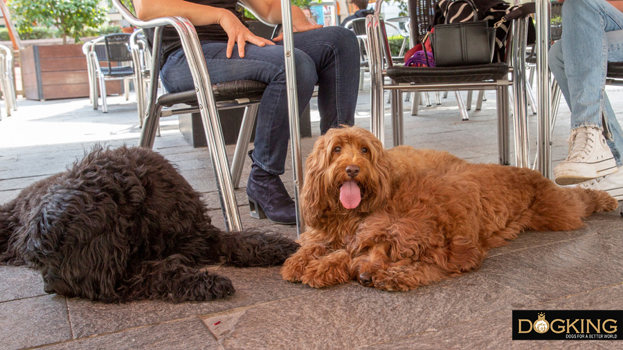 Australian Cobberdogs asseguts tranquil·lament a la terrassa d'un restaurant pet-friendly al costat de les seves propietàries, que conversen assegudes en una taula al costat mentre esperen el menjar.