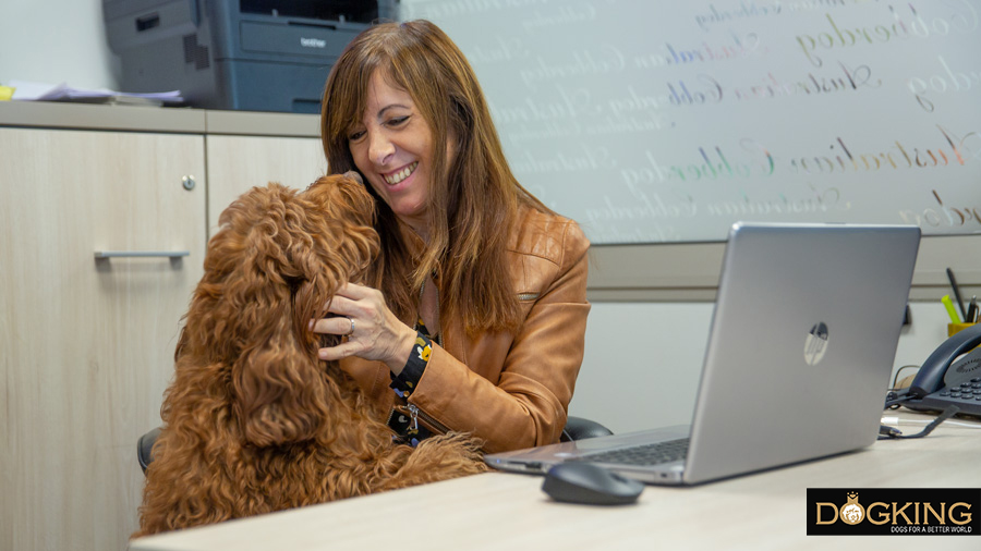 Australian Cobberdogs acompañando a su propietaria durante su jornada laboral en una oficina mostrando una conducta ejemplar. 