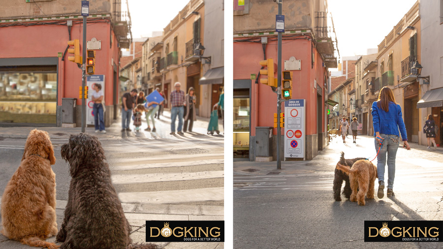 Australian Cobberdogs crossing the road next to their owner once she politely turns the light green without pulling on the leash.