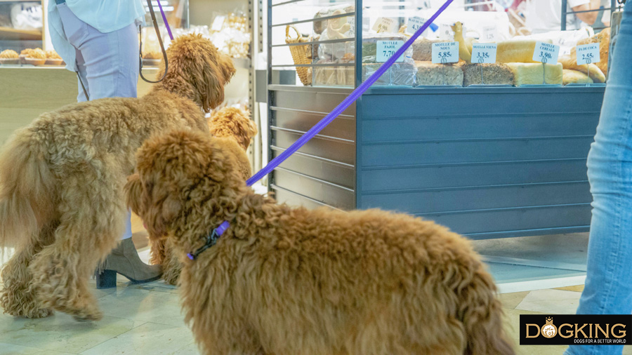 Dogs and humans happily living together in a shopping mall.