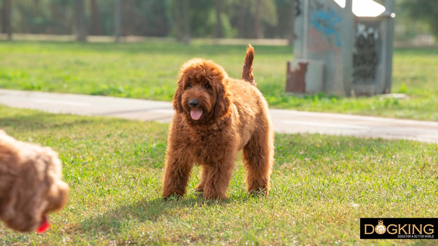 Australian Cobberdog displaying a long, healthy and shiny coat looking at the camera.