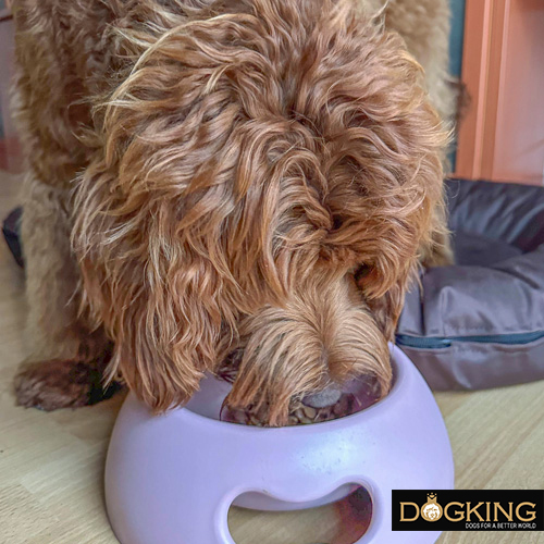 Close-up of an Australian Cobberdog eating quality food from his home trough while displaying a shiny, healthy coat.