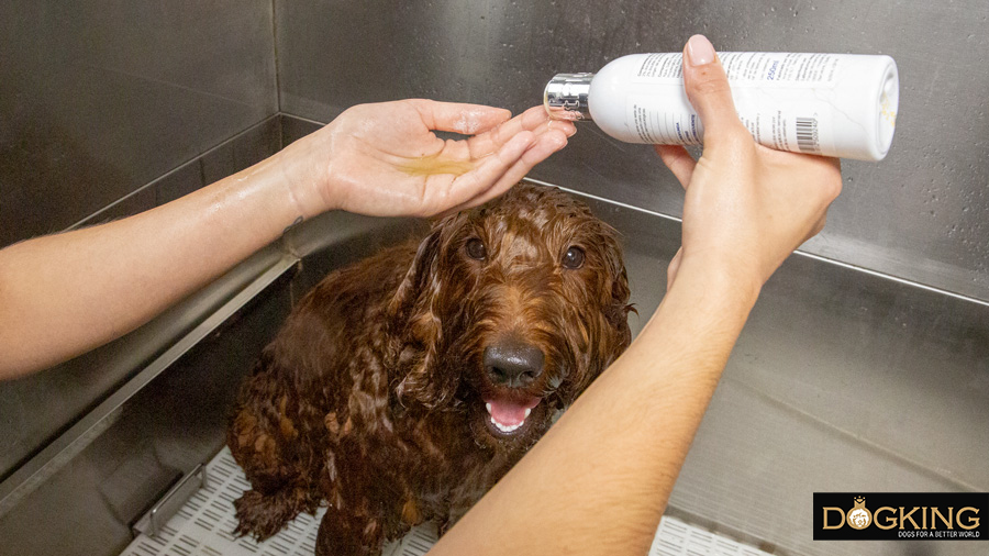  Peluquero canino aplicando productos específicos para el brillo y salud del manto de un Australian Cobberod