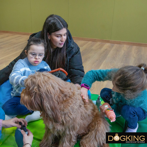 Child combing the coat of an Australian Cobberdog therapy dog ​​in a therapy session.
