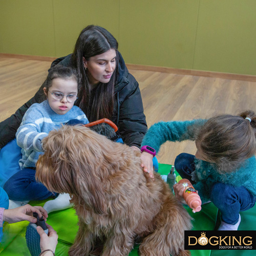 Niño peinando el manto de un perro de terapia Australian Cobberdog en una sesión de terapia.