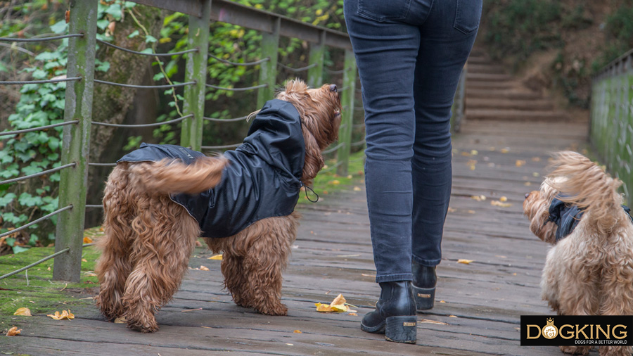 Australian Cobberdog walking with his owner on a rainy day in raincoats.