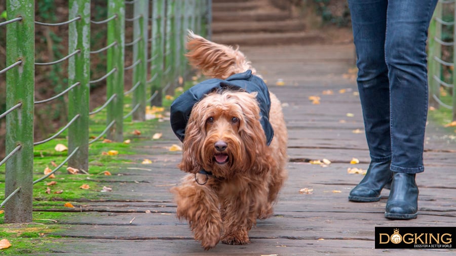 Dog walking around different places on rainy days.