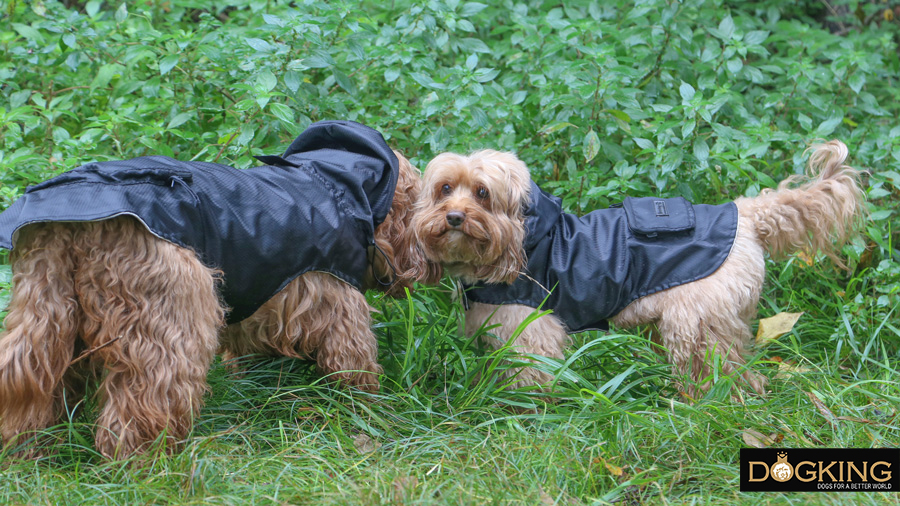 Two dogs enjoying nature after the rain made it wet.