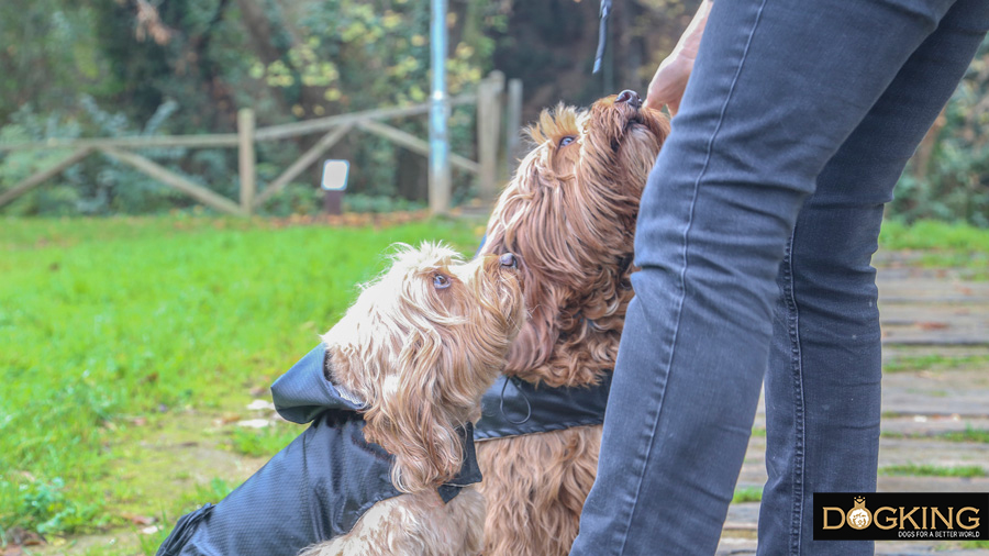 Dándole cariño a mi perro para que asocie los días lluvioso como algo opositivo