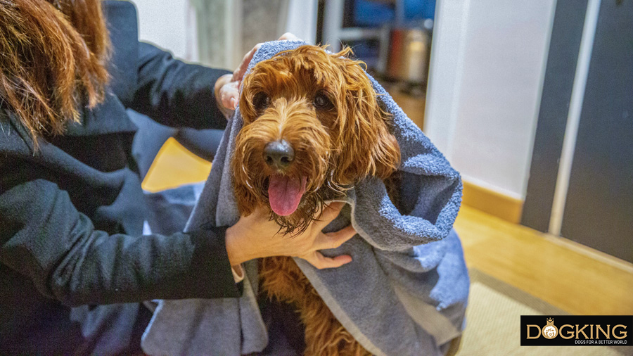 Dog being dried by its owner, after having done a fun walk on a rainy day.