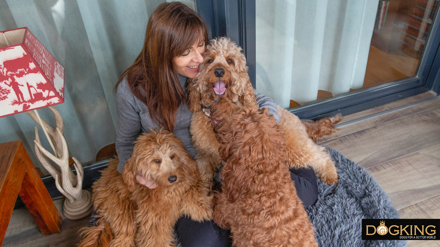 Australian Cobberdogs sharing their bed with their loved ones.