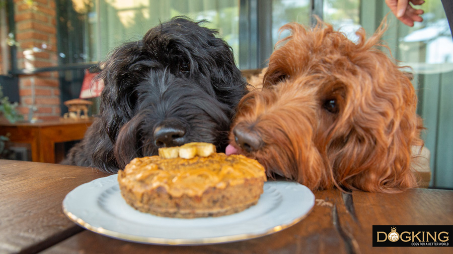 Dogs enjoying their family's best cake recipe.
