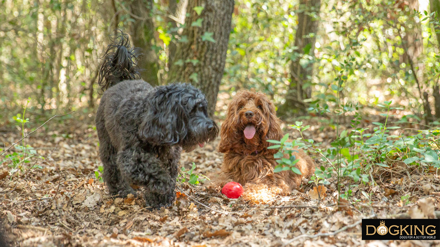 Dogs being totally happy just by taking a walk in the mountains.