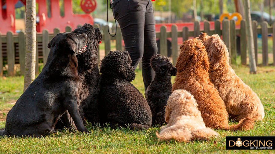 Dogs enjoying the company of a human