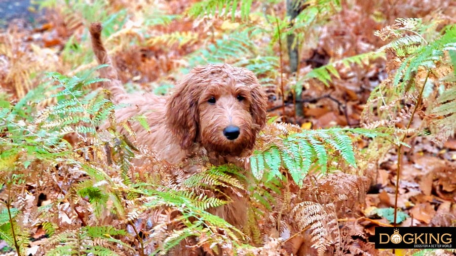 Dog venturing to unknown places.