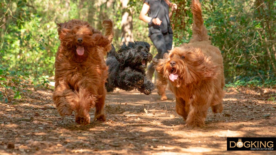 Perros divirtiéndose y disfrutando del presente 