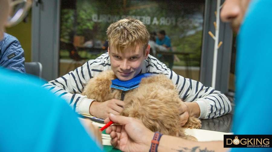 Australian Cobberdog being petted by a child in a therapy section.