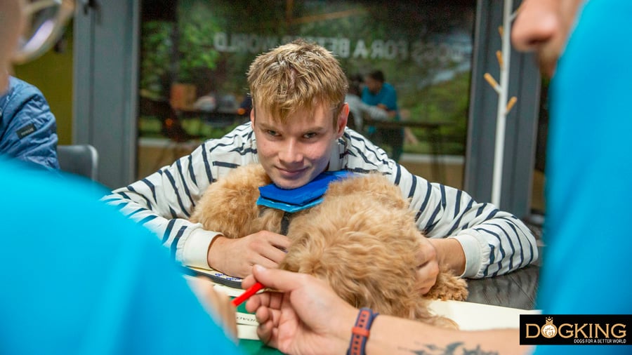 Australian Cobberdog siendo acariciado por un niño en una sección de terapia