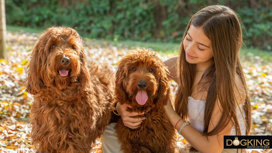 One person petting two cobberdogs at the same time