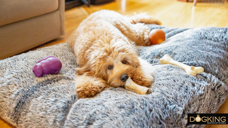 Dog playing with his favourite toys on the bed.
