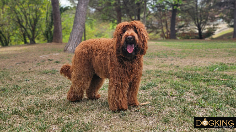 Australian Cobberdog fent la seva cara amistosa amb un somriure.