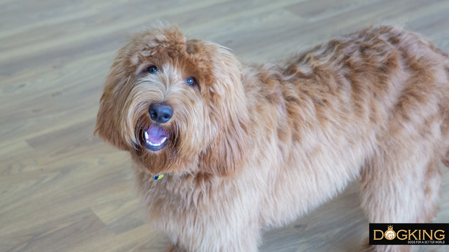 Perro sonriendo