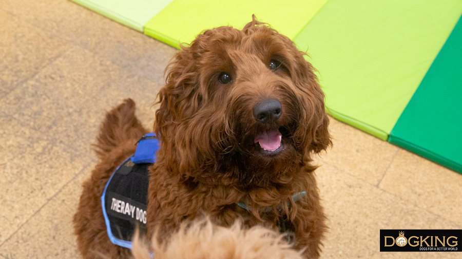 Australian Cobberdog with the best cheerful attitude in therapy session.