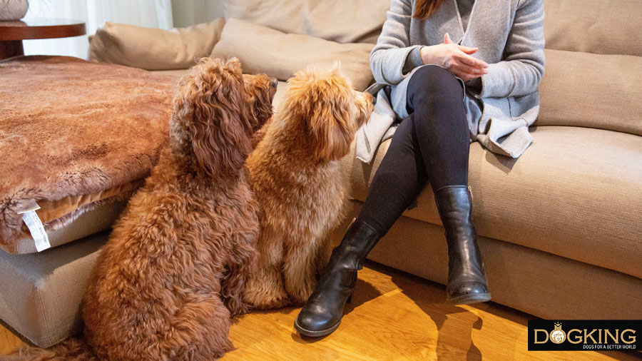 Australian Cobberdogs waiting for their owner to let them on the sofa.