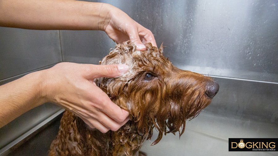 Perro siendo bañado por una peluquera