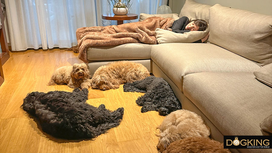 Australian Cobberdog resting with his master, each in his place.