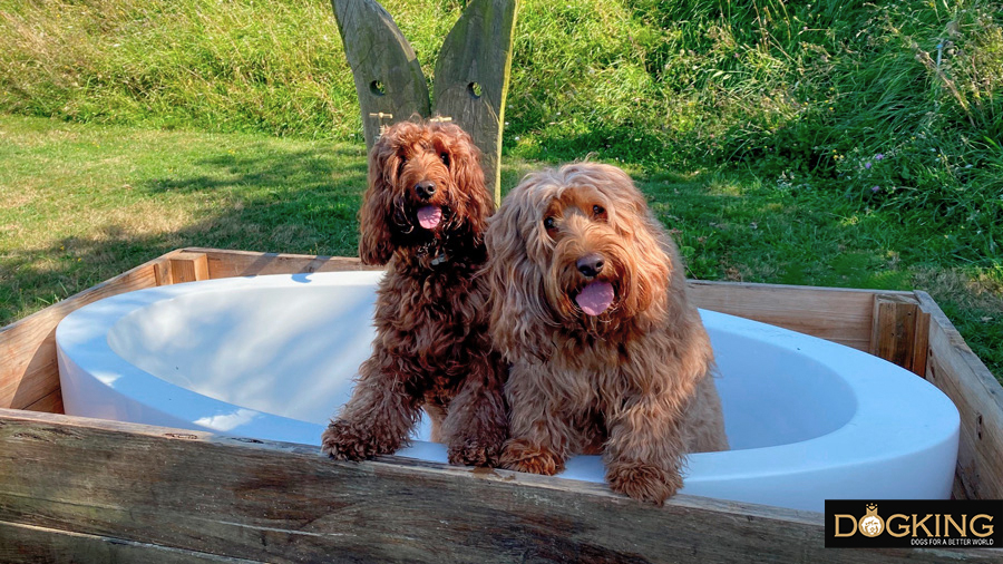 Cobberdog Australianos en una bañera