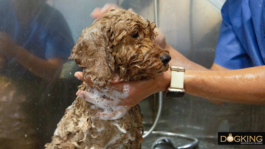 Cachorro de Australian Cobberdog en su primer baño