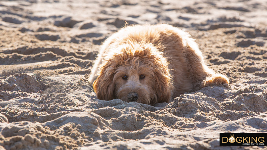 Perro disfrutando de un día en la playa.