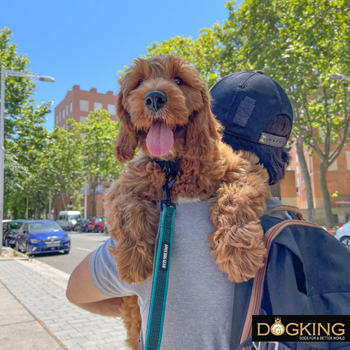 Humano saliendo a pasear con su perro