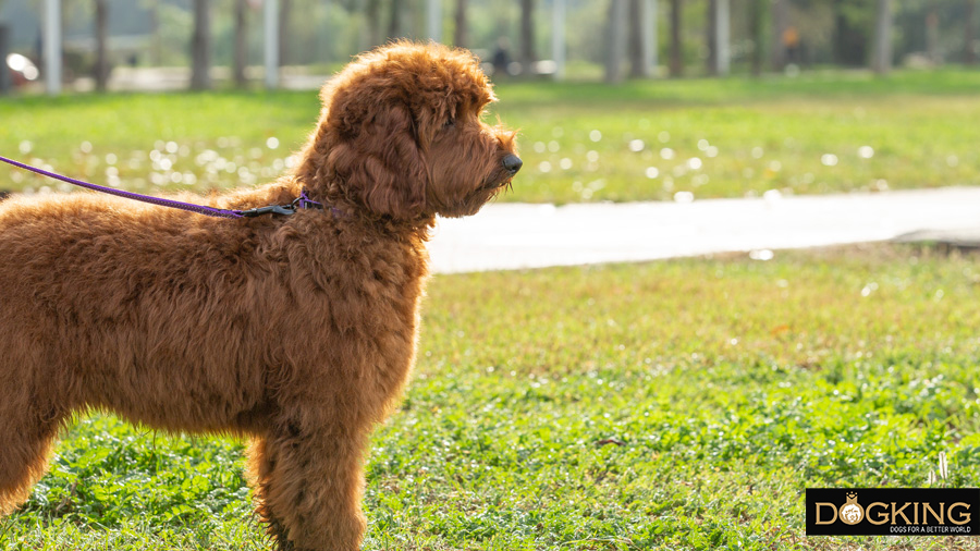 Perro paseado por su dueño