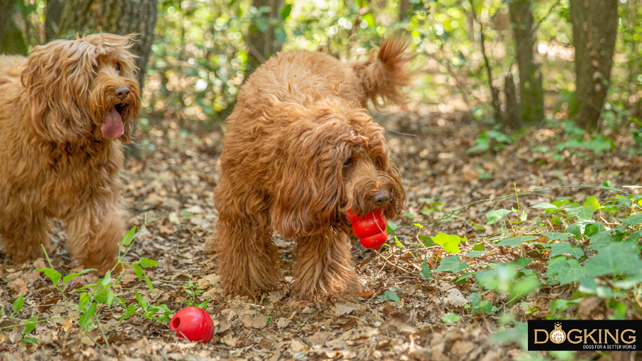  dogs having fun on their walks