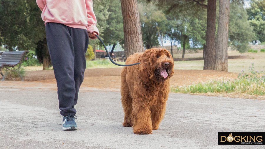  Owner walking with an Australian Cobberdog