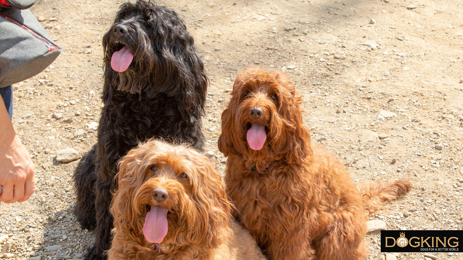 perros con estabilidad mental y física muy felices