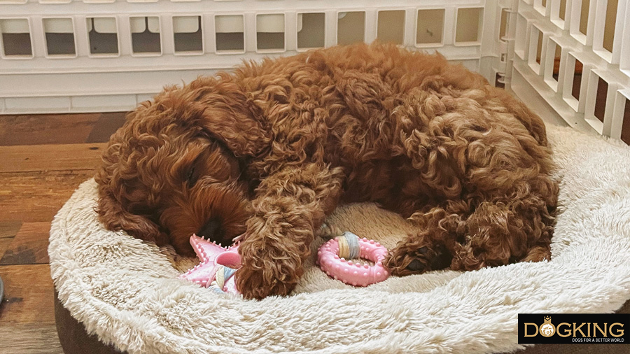 Puppy sleeping in his bed