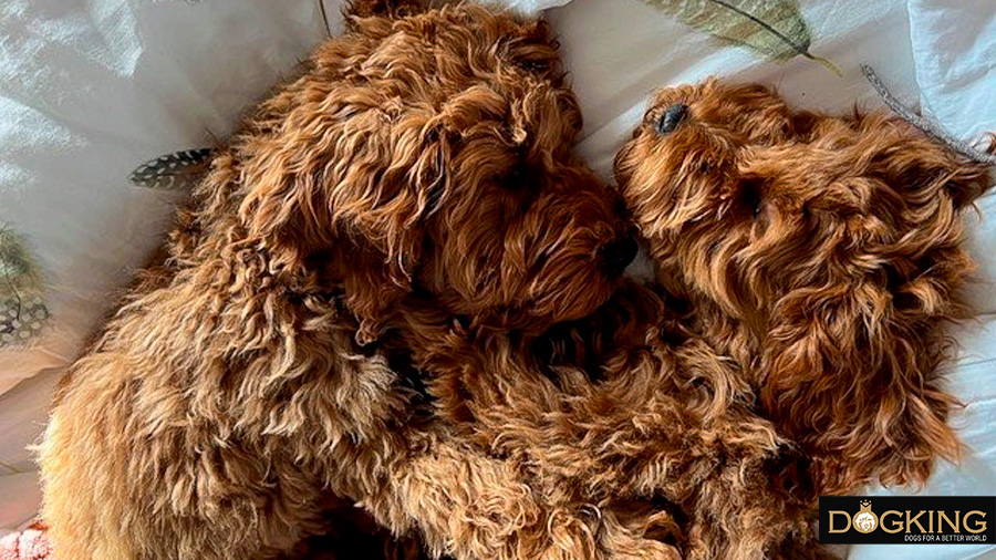 sleeping cuddling puppies