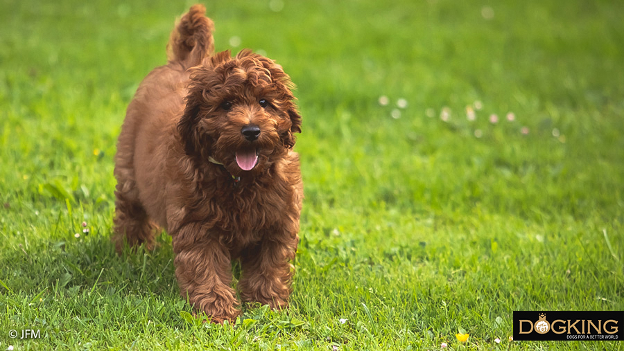 Un perro paseando en su  grande jardín