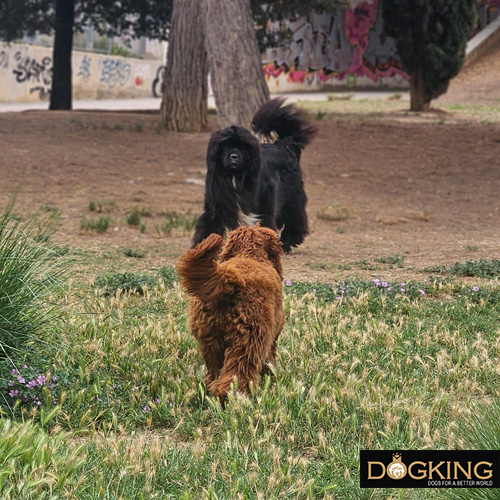 Dog socializing with another dog